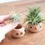 Donguri 橡果小花盆｜日本手工木制植物摆件 Comomg